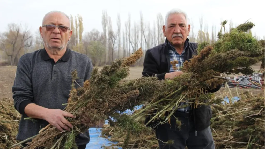 Canapa industriale a Çorum: primo raccolto sperimentale con 130‑150 kg/ha