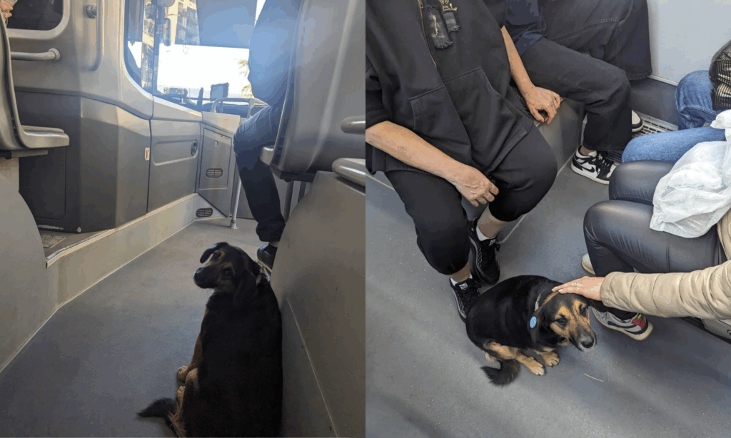 Tensioni in Georgia: La Richiesta Costituzionale per Vietare l&#039;Oposizione e le Sue Possibili Conseguenze