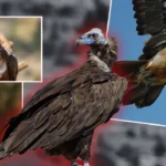 Sorgenti di gru a Sorkun, Bolu: specie, habitat e ruolo ecologico