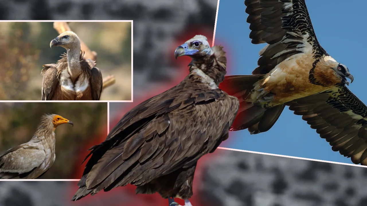 Sorgenti di gru a Sorkun, Bolu: specie, habitat e ruolo ecologico