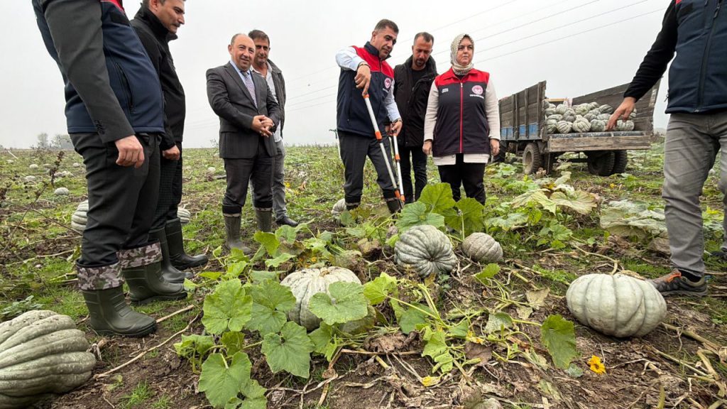 La Raccolta delle Castagne di Düzce: un&#039;Attività Economica e Culturale di Alta Qualità