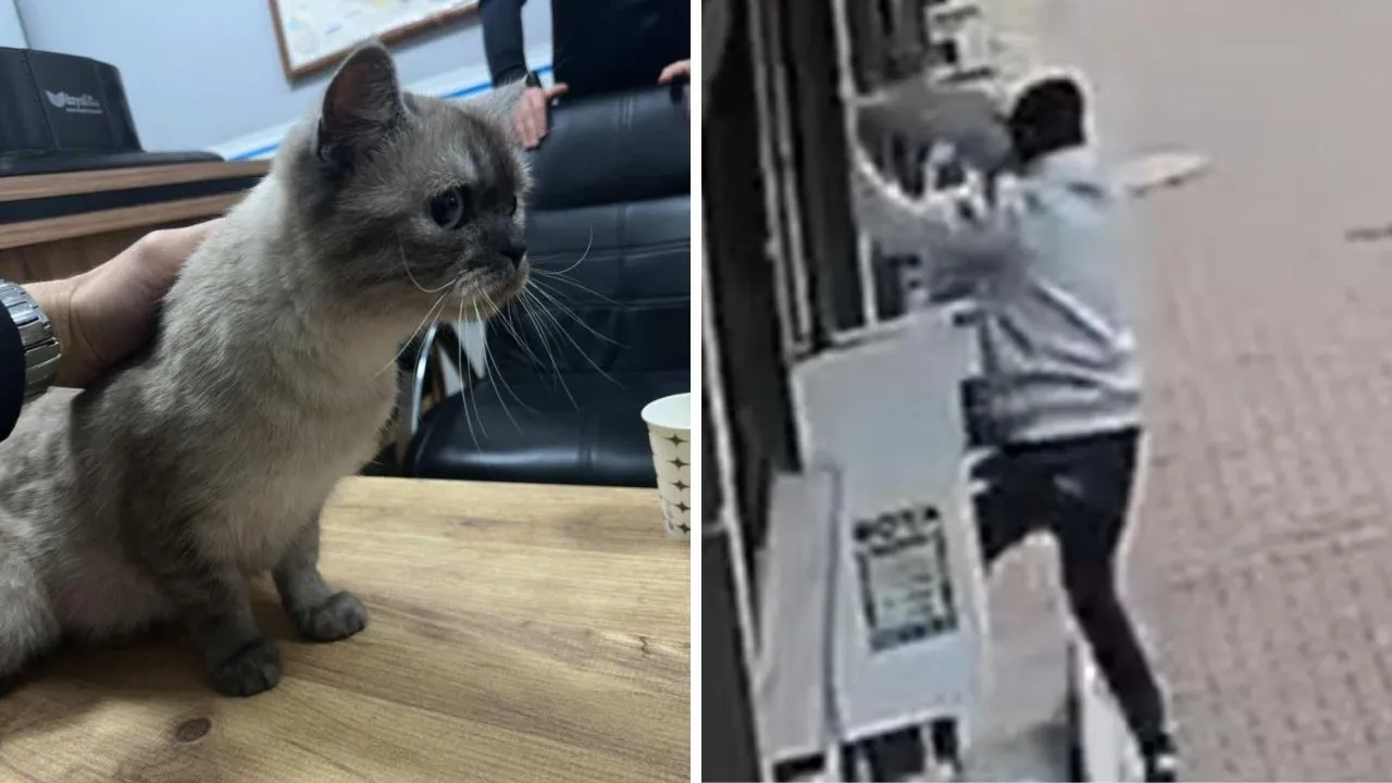 Furto di gatto da balcone a Istanbul registrato dalla telecamera di sicurezza