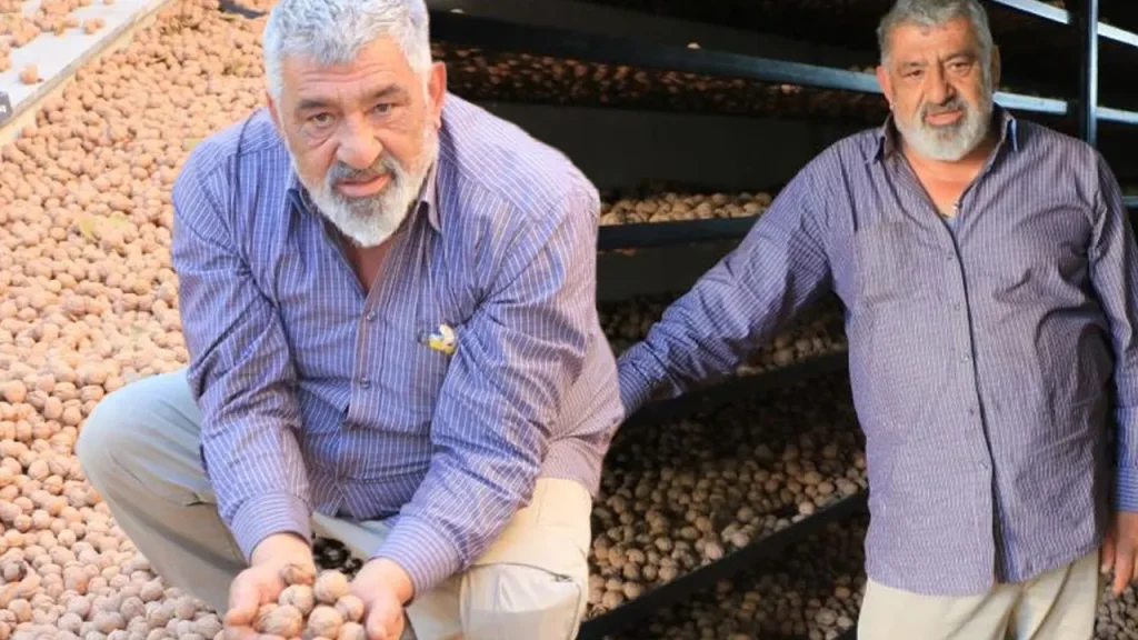 Vendita di noci a 200 TL: il reddito del signor Nacakli supera quello in Francia