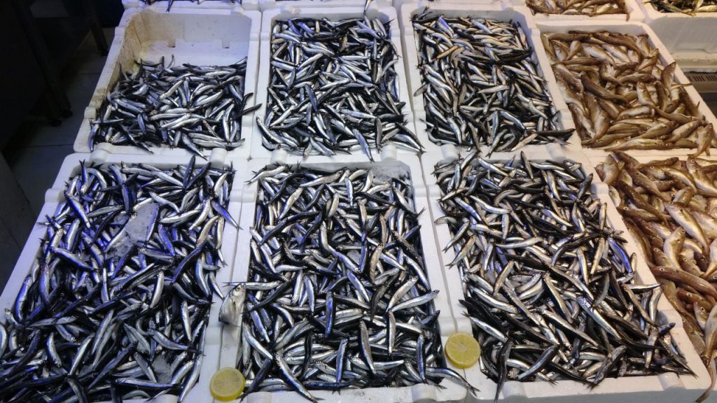 Esportazioni di hamsi in difficoltà a causa della barriera di dimensioni nonostante l&#039;abbondanza nei mari