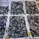 Esportazioni di hamsi in difficoltà a causa della barriera di dimensioni nonostante l'abbondanza nei mari
