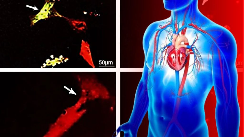 Rivoluzione nella cura delle malattie cardiache: il cuore potrebbe autorigenerarsi grazie a una nuova scoperta scientifica