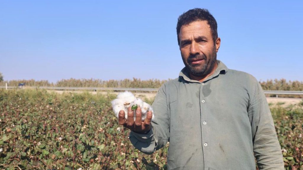 La produzione di cotone ad Hatay colpita dalla siccità: cosa sta succedendo e cosa possiamo fare per aiutare