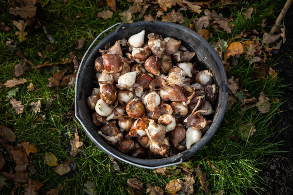 Raccogliere Funghi nel Bosco: Conoscenza e Attenzione per Evitare Rischi