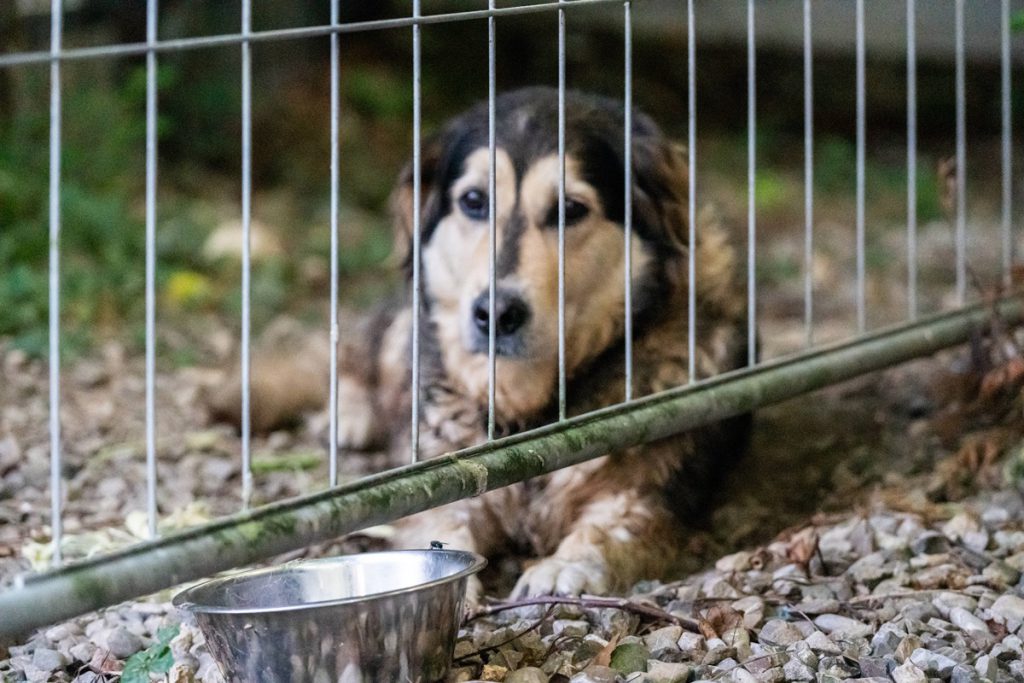 Hund „Vitez“ versauert in NRW-Tierheim – nach drei Jahren passiert es