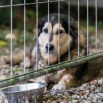Hund „Vitez“ versauert in NRW-Tierheim – nach drei Jahren passiert es