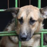 Veterinari intervenuti: donna in Sassonia-Anhalt con oltre 100 cani in una casa piccola