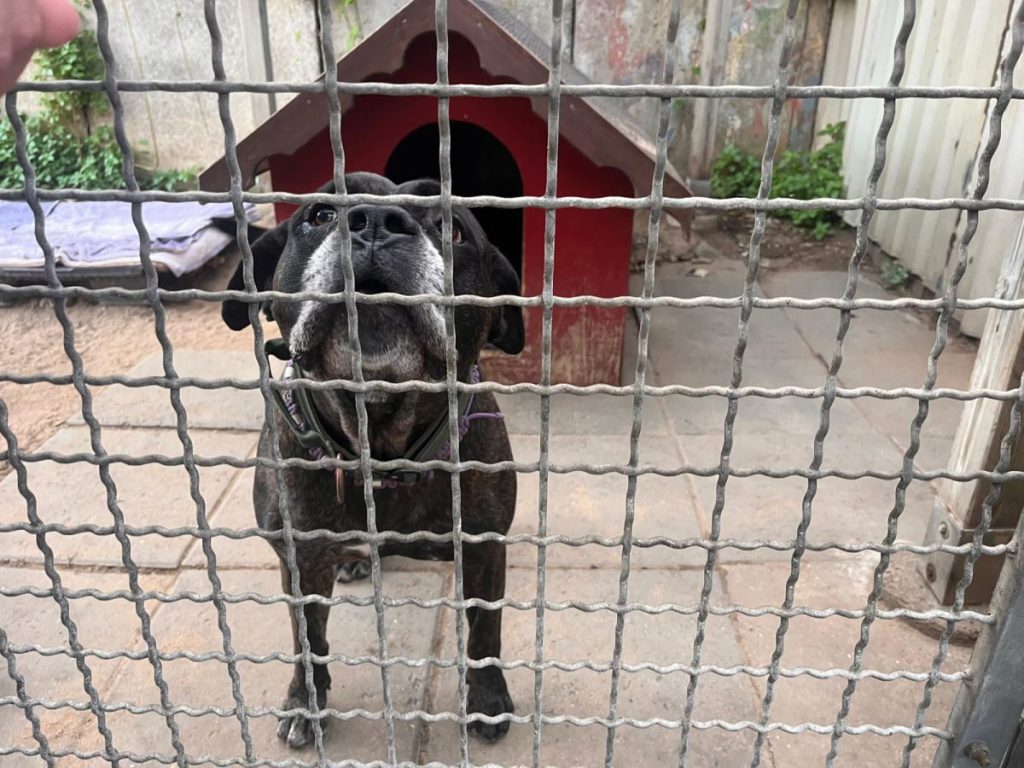 Caso Purple: la storia di un cane dimenticato al rifugio per animali di Duisburg, un appello all&#039;adozione e alla sensibilizzazione sulla condizione degli animali abbandonati in Germania, secondo quanto riportato da RP Online https://www.rp-online.de/