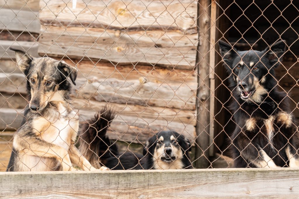 Tragedia in Svizzera: 120 animali uccisi, una storia scioccante e le domande che restano senza risposta