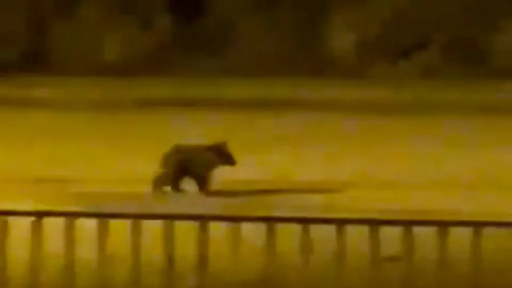 Ospite inaspettato al centro del distretto: i presenti registrano l&#039;evento