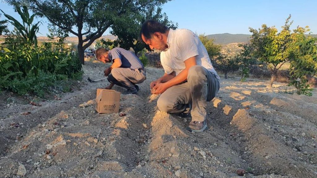 Un Agricoltore Turco Riesce a Coltivare con Successo il Prezioso Safran Grazie a Tecniche Innovative