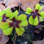 Oroscopo: tre giorni di fortuna alla fine del mese per alcuni segni zodiacali