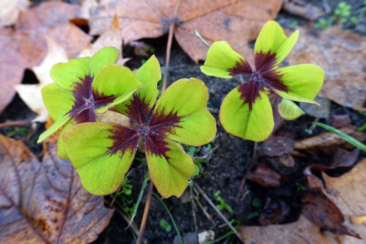 Oroscopo: tre giorni di fortuna alla fine del mese per alcuni segni zodiacali