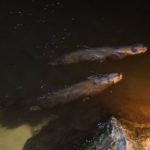 Due animali dello zoo di Nordrhein-Westfalen vengono rilasciati per vivere in libertà