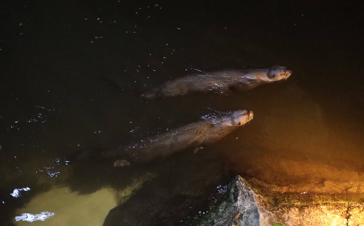 Due animali dello zoo di Nordrhein-Westfalen vengono rilasciati per vivere in libertà