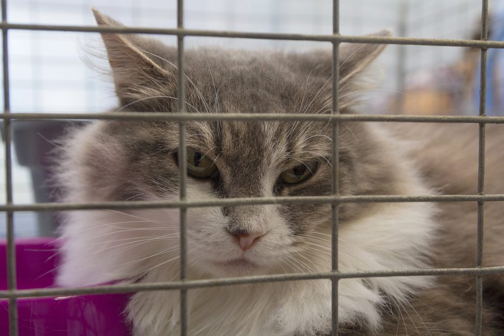 La katze Jeanette: una storia di adozione e abbandono che solleva interrogativi sulla responsabilità degli amanti degli animali