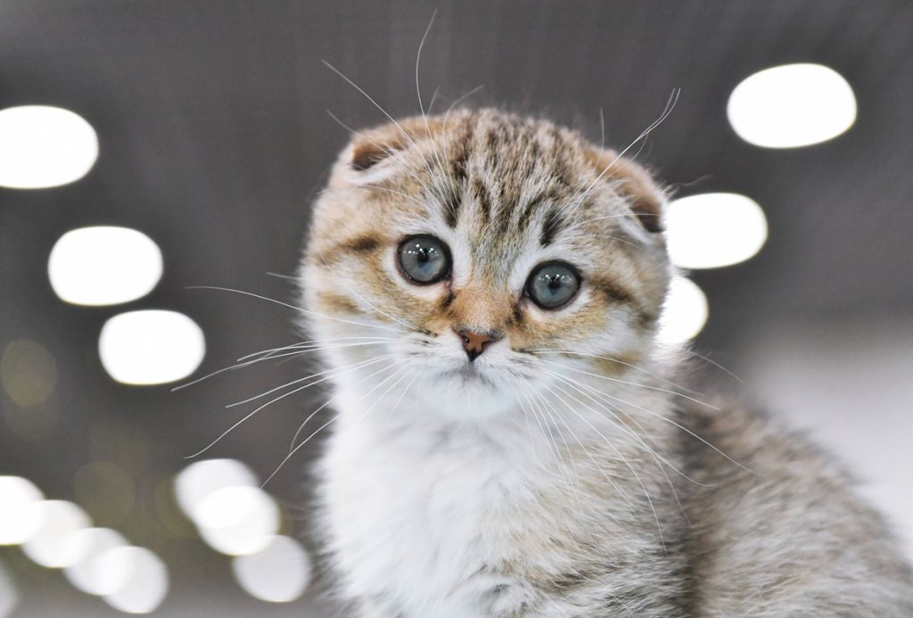 L&#039;abbandono dei gatti in Nord Reno-Westfalia: un problema complesso che richiede consapevolezza e responsabilità