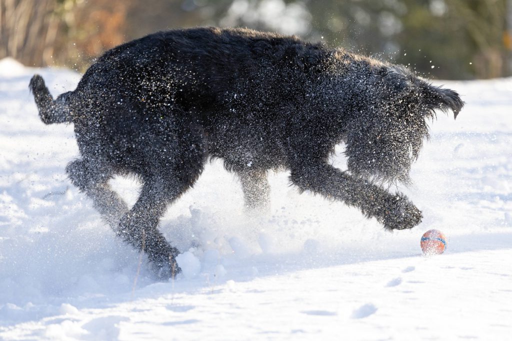 Cosa i proprietari di cani devono sapere per proteggere i loro animali in inverno