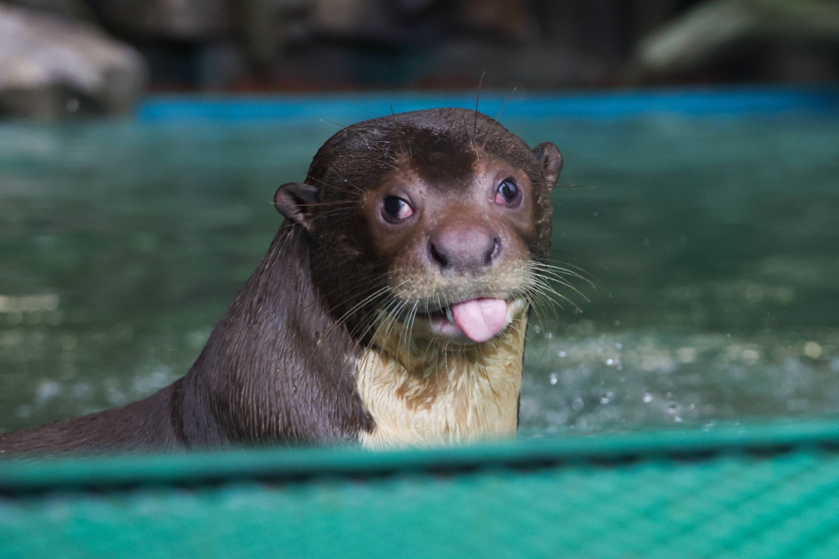 Vigili del fuoco intervenuti al Zoo di Münster: motivo dell'emergenza non divulgato