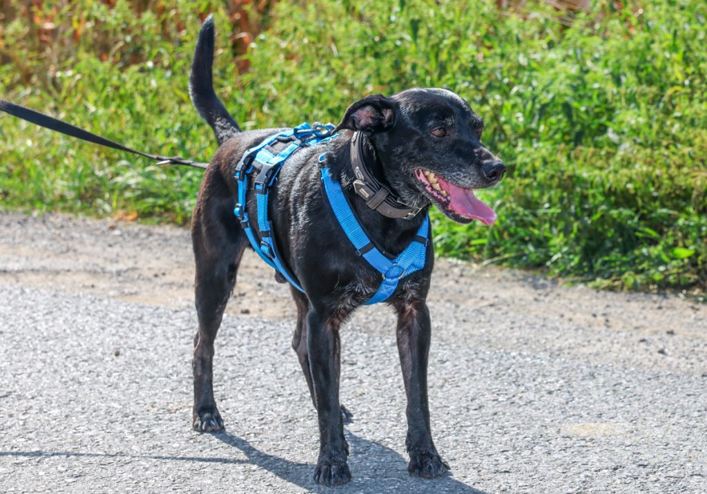 Una cagnolina chiamata Buttercup cerca una famiglia: il rifugio per animali della Renania Settentrionale-Vestfalia lancia un&#039;iniziativa speciale per aiutarla a trovare una casa amorevole