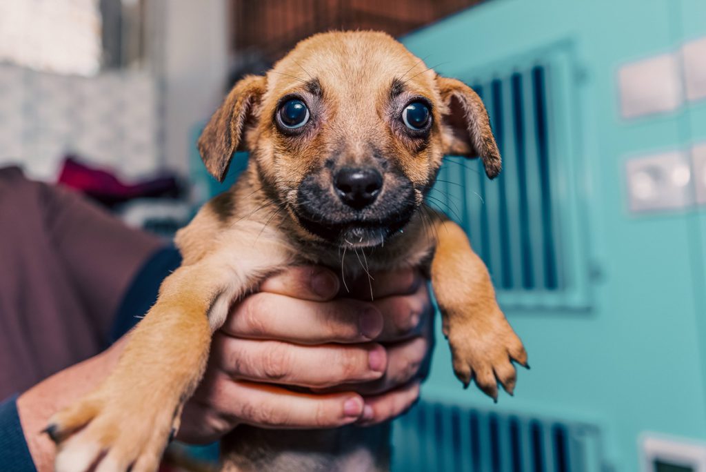 La prima &quot;cassetta postale per animali abbandonati&quot; apre in Germania: una soluzione efficace o un problema in più per i rifugi per animali?