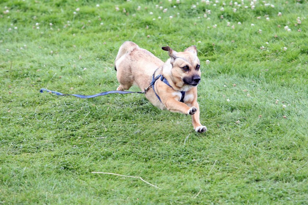 Donna di Gelsenkirchen chiede aiuto per trovare un luogo dove tenere il suo cane