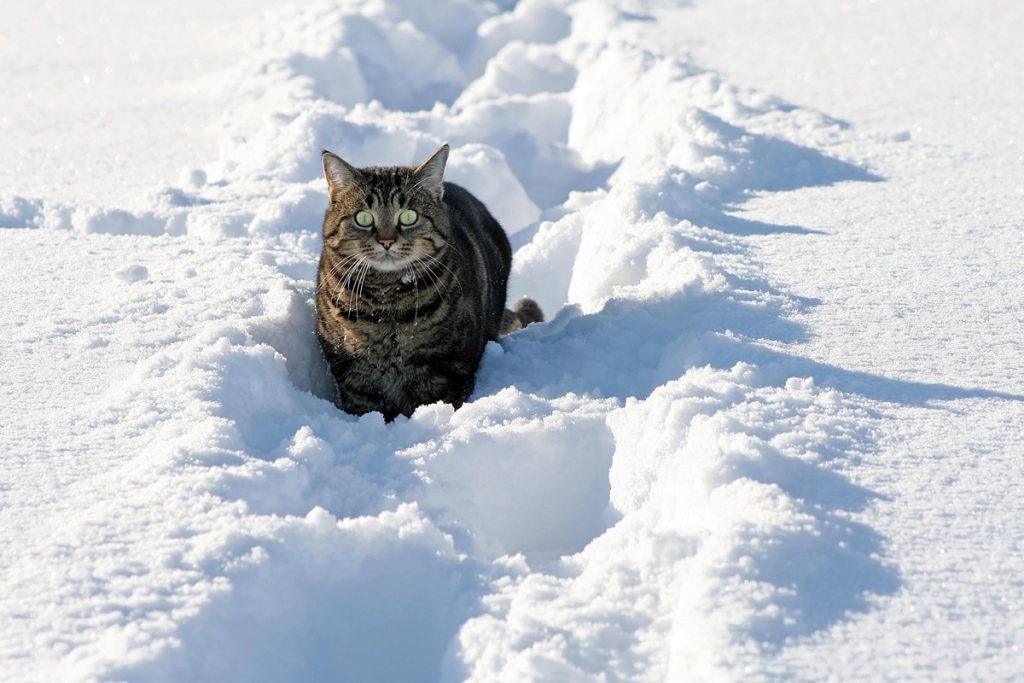 Gatti in inverno: come proteggere il tuo animale dal gelo e dalle trappole del giardino