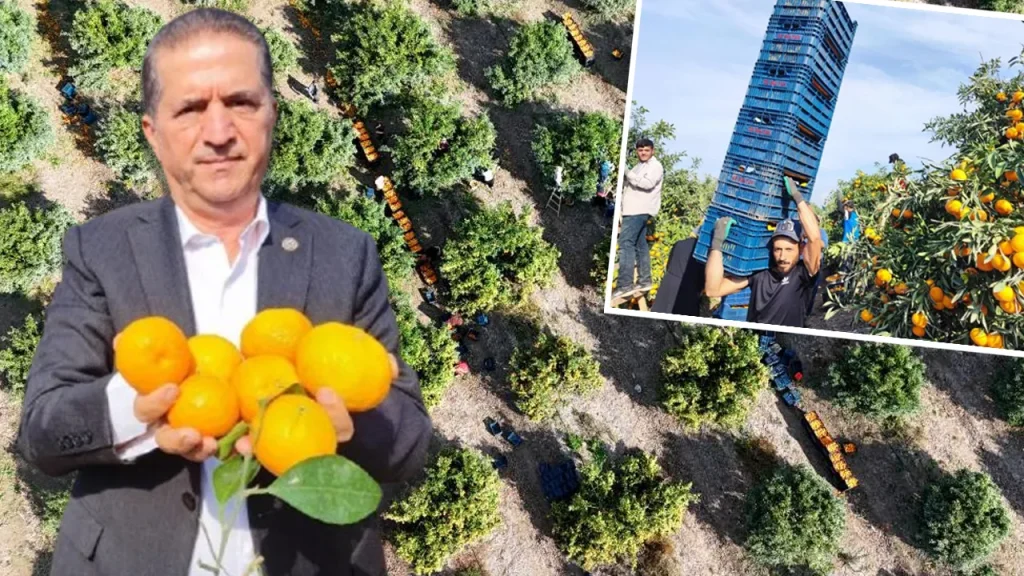 Sciopero dei lavoratori agricoli a Adana causa danni ai mandarini e riduzione dei prezzi