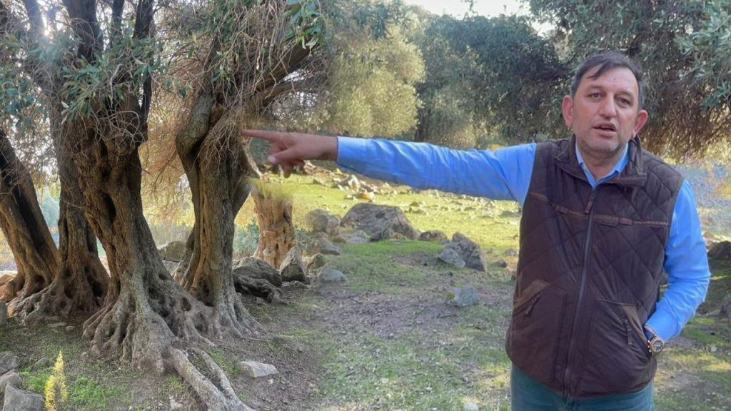 L&#039;olivo ladolia: un tesoro naturale dell&#039;isola di Gökçeada in Turchia