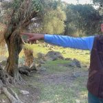 L'olivo ladolia: un tesoro naturale dell'isola di Gökçeada in Turchia