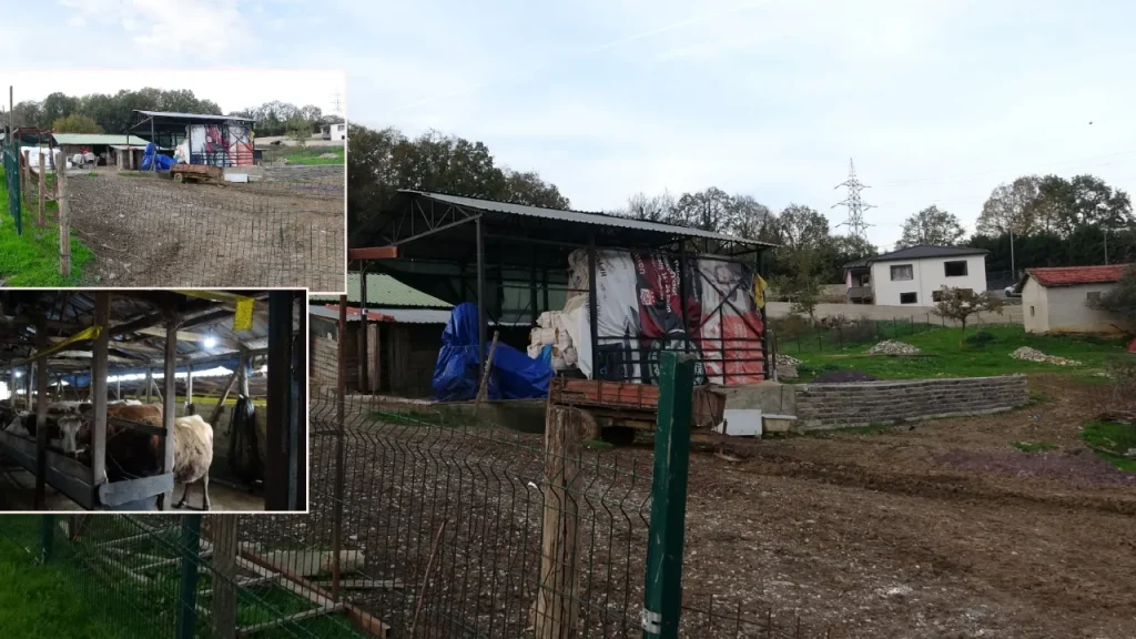 Istanbul: 21 quartieri in quarantena a causa della malattia “şap”