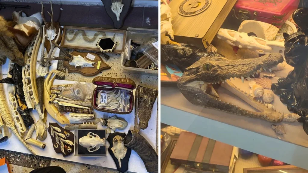 Sequestro di prodotti di fauna selvatica protetti a Istanbul: confisca dente di elefante, conchiglia di tartaruga e pelle di coccodrillo