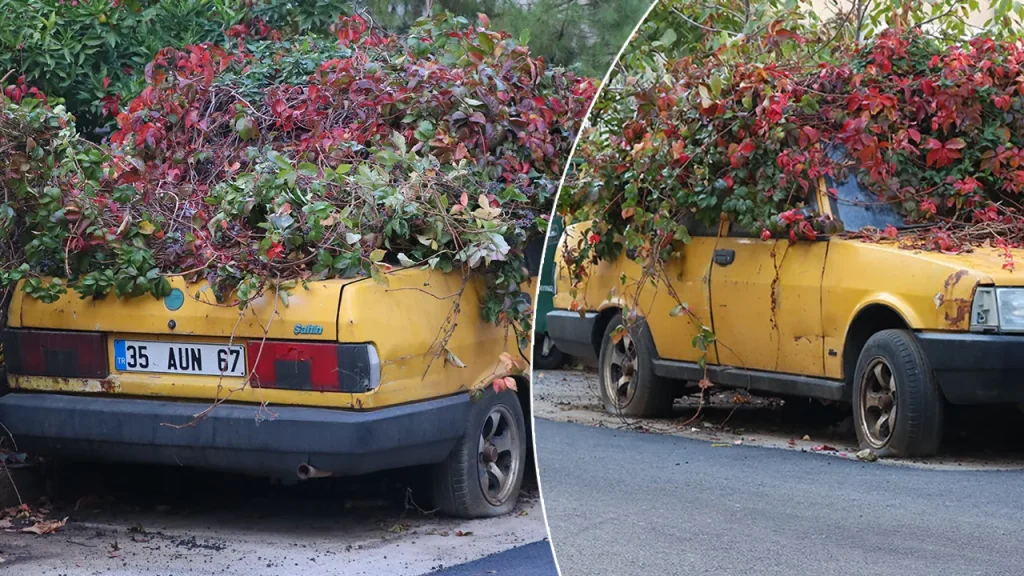 Un&#039;auto abbandonata diventa un giardino selvatico a İzmir