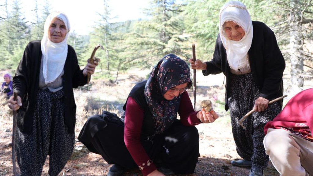 Il fungo Sedir: un tesoro della Turchia molto richiesto sui mercati esteri