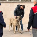 12 persone arrestate per lottate di cani a Afyonkarahisar