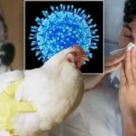 H5N5: primo decesso umano registrato a Washington