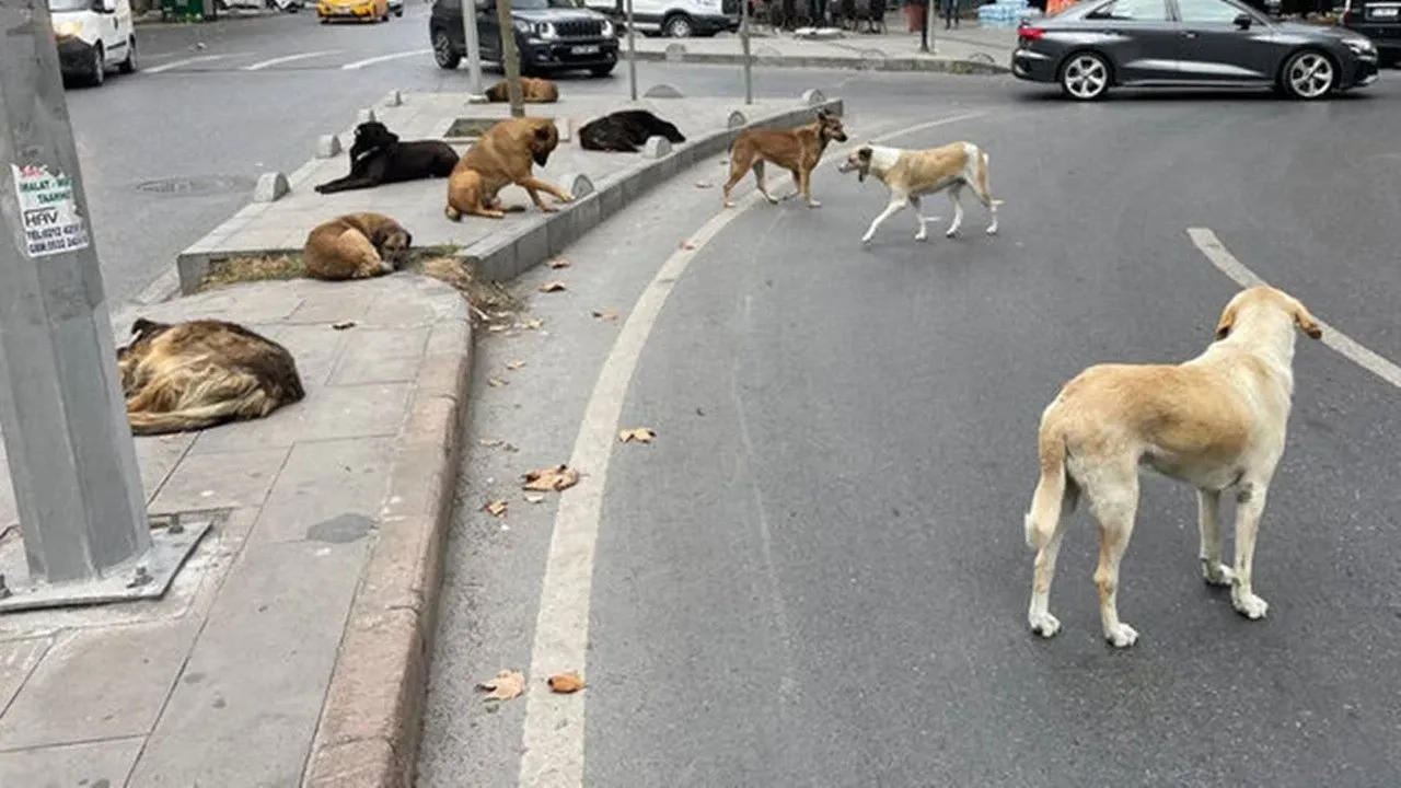 Vietato l’alimentazione incontrollata dei cani randagi a Istanbul: reazioni di influencer e suggerimenti degli esperti
