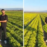 Agricoltore di Bergama respinge offerta di 2 lira per pelo di caprone: video virale e procedimento per stalking