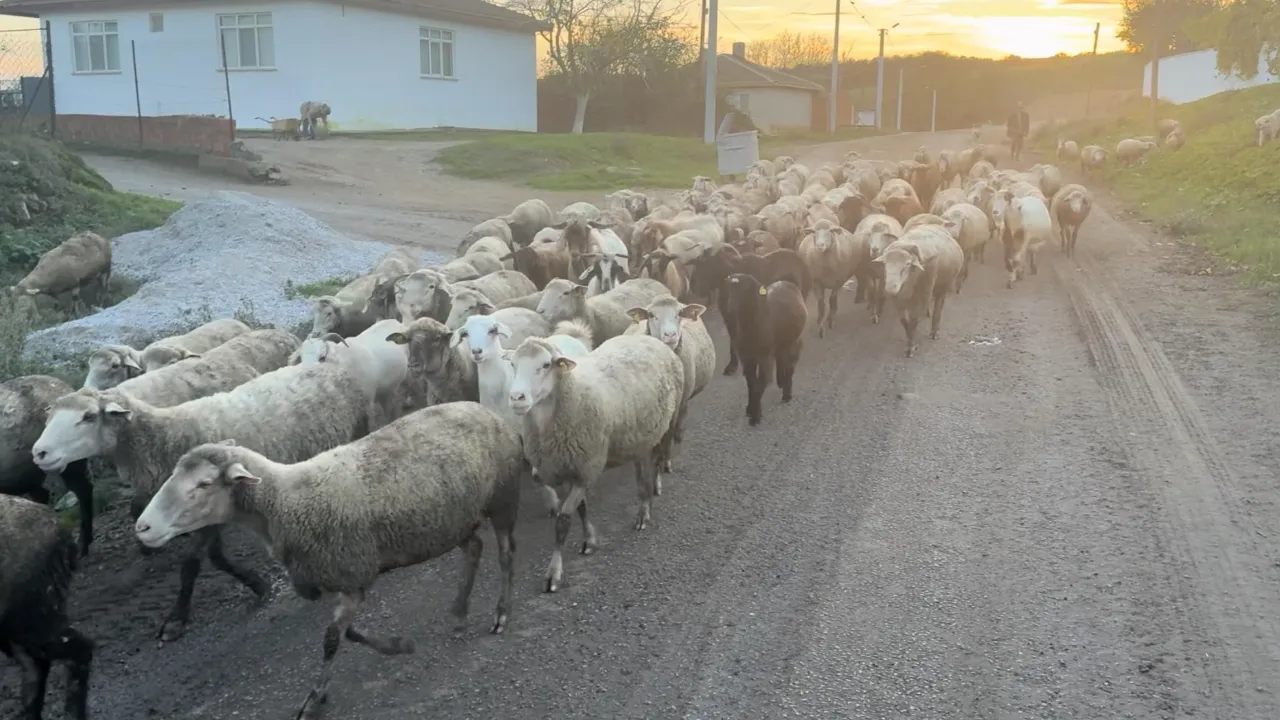 Edirne: difficoltà a trovare pastori nonostante salari di 50.000 lira mensili