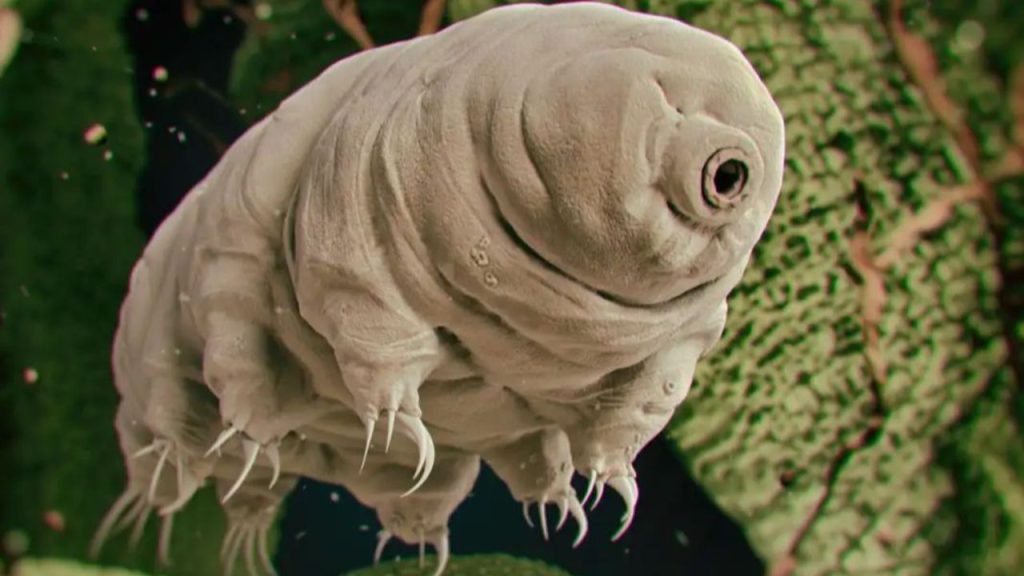 Tardigradi: la scoperta della proteina Dsup apre nuove prospettive nella lotta contro il cancro
