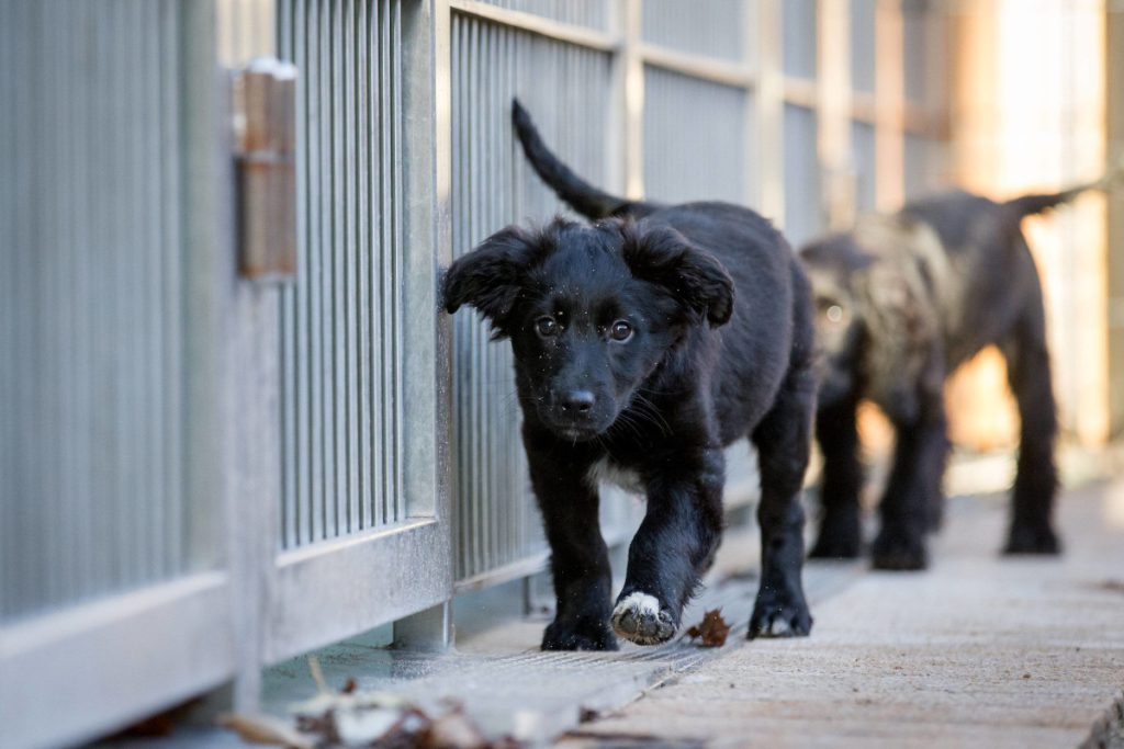 Abbandono di un cucciolo di cane in un rifugio: un caso di irresponsabilità familiare nella Renania Settentrionale-Vestfalia
