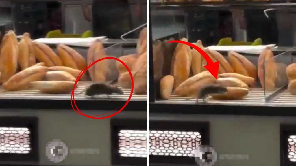 Topo in panetteria: il video shock che solleva interrogativi sulla sicurezza alimentare in Romania

Introduzione
Un evento scioccante è avvenuto in una panetteria in Romania, dove un cliente ha catturato un momento inquietante su video. Mentre stava acquistando del pane, ha notato un roditore che si muoveva liberamente tra le pagnotte esposte.

La scoperta
Il cliente, sconvolto da ciò che ha visto, ha deciso di registrare la scena con il suo telefono. Le immagini mostrano chiaramente un topo che si muove tra i prodotti da forno, suscitando un senso di disgusto e preoccupazione per l&#039;igiene.

La reazione del proprietario
Quando il proprietario del negozio ha scoperto che il cliente aveva registrato il video, ha cercato di convincerlo a non pubblicarlo sui social media. Secondo quanto riferito, il proprietario ha offerto al cliente una somma di denaro considerevole, pari a centinaia di migliaia di lei (la valuta rumena), per evitare che le immagini venissero condivise.

Approfondimento
Questo incidente solleva interrogativi importanti sulla gestione della qualità e dell&#039;igiene nei luoghi di produzione e vendita di prodotti alimentari. La presenza di roditori in un ambiente dove vengono preparati e venduti prodotti da forno rappresenta un rischio significativo per la salute pubblica.

Possibili Conseguenze
La diffusione di questo video sui social media potrebbe avere conseguenze negative per la panetteria e il suo proprietario, inclusa la perdita di clienti e di reputazione. Inoltre, le autorità sanitarie potrebbero intervenire per verificare le condizioni di igiene del negozio e prendere misure correttive.

Opinione
È fondamentale che i consumatori siano consapevoli delle condizioni in cui vengono prodotti e venduti i prodotti alimentari. La trasparenza e la responsabilità sono essenziali per garantire la sicurezza e la qualità dei prodotti.

Analisi Critica dei Fatti
Questo incidente mette in luce l&#039;importanza della vigilanza e del controllo nella gestione dei luoghi di produzione e vendita di prodotti alimentari. La presenza di roditori è un indicatore di problemi di igiene e di gestione dei rifiuti.

Relazioni con altri fatti
Questo incidente non è isolato e riflette un problema più ampio di igiene e sicurezza alimentare in diversi contesti. La consapevolezza e la prevenzione sono fondamentali per evitare simili incidenti in futuro.

Contesto storico
La storia della sicurezza alimentare è segnata da numerosi incidenti e scandali che hanno sollevato interrogativi sulla gestione della qualità e dell&#039;igiene nei luoghi di produzione e vendita di prodotti alimentari.

Fonti
Questo articolo è basato su un reportage originariamente pubblicato su Haberler.com. La fonte originale dell&#039;articolo è disponibile al link sopra indicato.