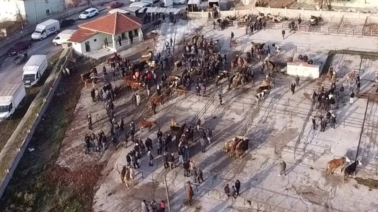 Çekerek: mercato degli animali riaperto dopo due mesi di chiusura per la malattia Şap