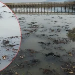 Bollicine misteriose emergono dal fondo dei laghi Sapanca ed Efteni