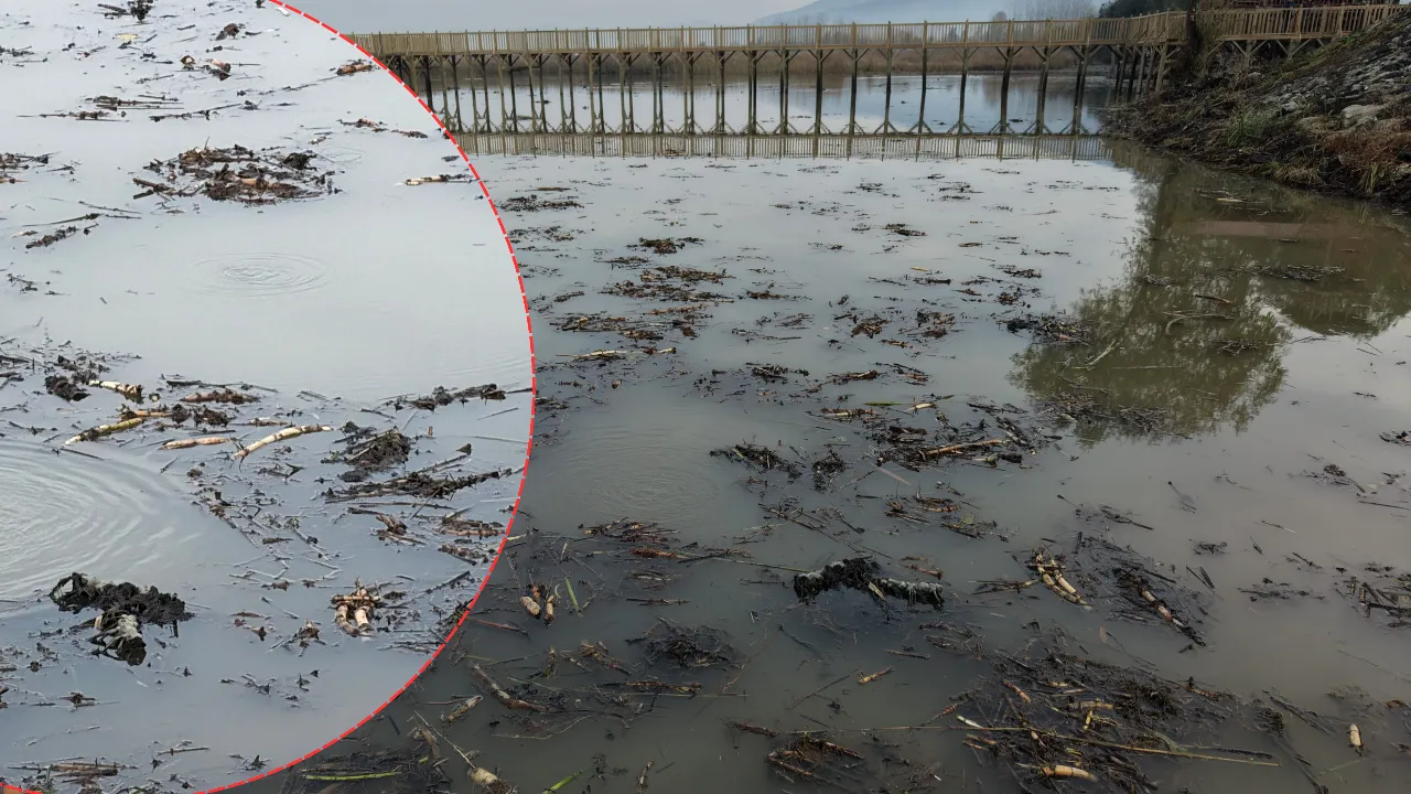 Bollicine misteriose emergono dal fondo dei laghi Sapanca ed Efteni