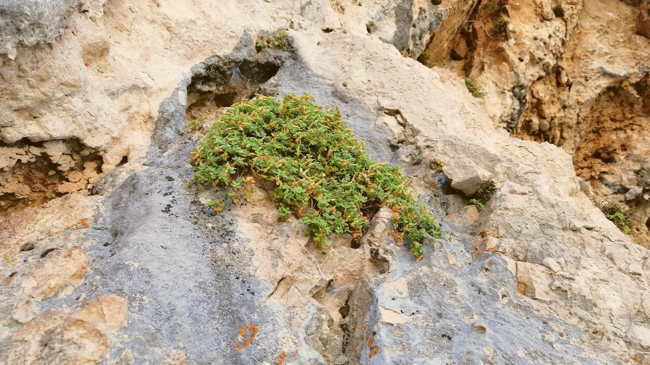 Hypericum malatyanum: pianta di Malatya con potere antimikrobico e antiossidante superiore al kantarone giallo